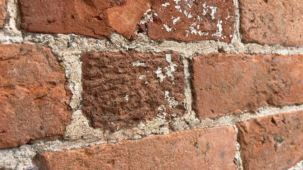 Organic growth on brickwork